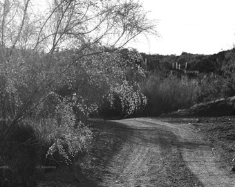 Imagen JPG de paisaje digital de gran tamaño y alta calidad del sol a través de una retama española en una rambla en blanco y negro - Descarga instantánea