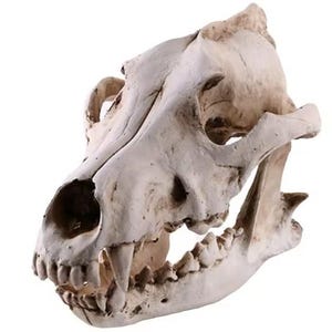 Może przedstawiać: Szczegółowa, kremowa czaszka zwierzęcia z widocznymi zębami i szczęką. Czaszka ma zwietrzały wygląd, z widoczną fakturą i cieniami, sugerującymi wiek. Otwory oczne i jama nosowa są wyraźnie zdefiniowane.