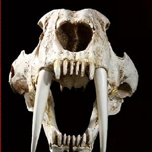 May include: A detailed view of a saber-toothed tiger skull against a black background. The skull is off-white with prominent, long, curved canine teeth. The open mouth reveals multiple smaller teeth. The skull's texture is rough and aged, showcasing its prehistoric nature.