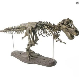 Può includere: Un modello dettagliato dello scheletro di un Tyrannosaurus Rex, che mostra la struttura ossea del dinosauro. Il modello è di colore marrone chiaro ed è montato su una base marrone scuro con supporti metallici. I denti del dinosauro sono visibili.