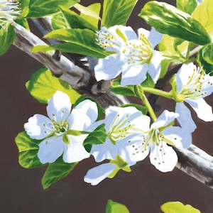 May include: A close-up of white cherry blossoms with yellow centers on a branch with green leaves. The background is a dark brown.