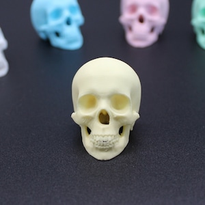 Può includere: Cinque piccoli teschi di plastica in vari colori, tra cui azzurro, rosa, verde, bianco e giallo. I teschi sono disposti a semicerchio su una superficie nera.