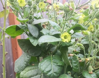 Chewing Tobacco Seed - Grow Your Own Chew and Dip! 1,000+ Seeds