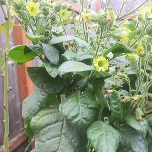 Tobacco Seed - 1-2 pods (Approx. 100 seeds) - Organic non-GMO - No spray or chemicals