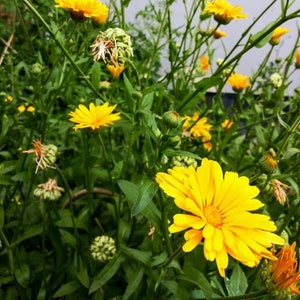 Calendula &quot;Resina&quot; Seed - 1 Tablespoon (Approx. 65 seeds) - Organic non-GMO - No spray or chemicals