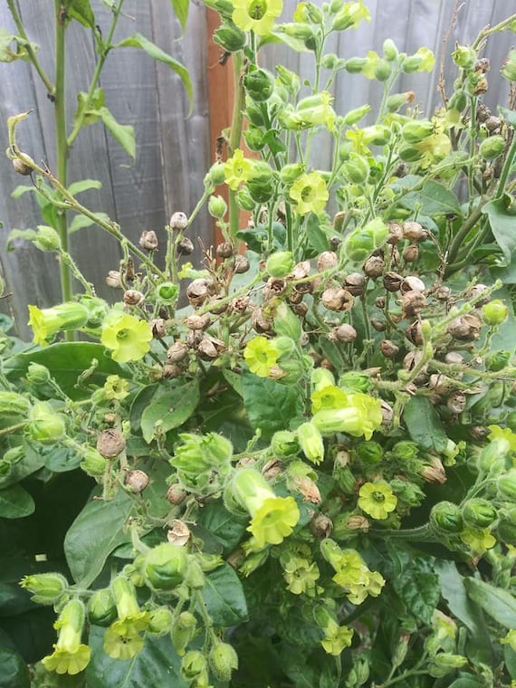 Tobacco Seed - 1-2 Pods (approx. 100 Seeds) - Organic Non-gmo - No Spray or  Chemicals