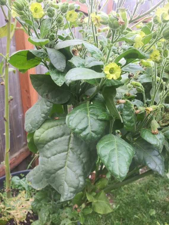 Tobacco Seed - 1-2 Pods (approx. 100 Seeds) - Organic Non-gmo - No Spray or  Chemicals