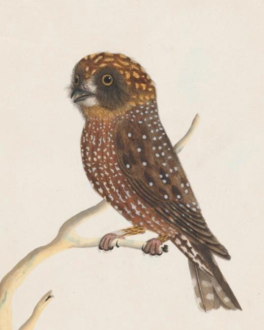 Boobook Owl Print (c.1790-1800)Sydney Bird Painter,Early Australian Watercolour Art/Public Domain Vi