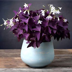 Purple Shamrock Bulbs – Oxalis Triangularis Perennial Love Plant
