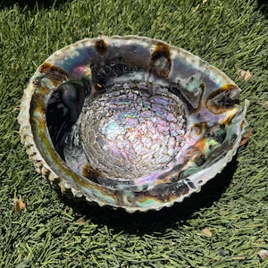 Könnte beinhalten: Eine große, irisierende Abalone-Schale mit einem tiefen, schalenförmigen Inneren. Die Schale hat eine dunkelbraune Außenseite mit einer glatten, polierten Oberfläche. Das Innere der Schale ist ein lebendiges Gemisch aus irisierenden Farben, darunter Blau, Grün, Lila und Gold.