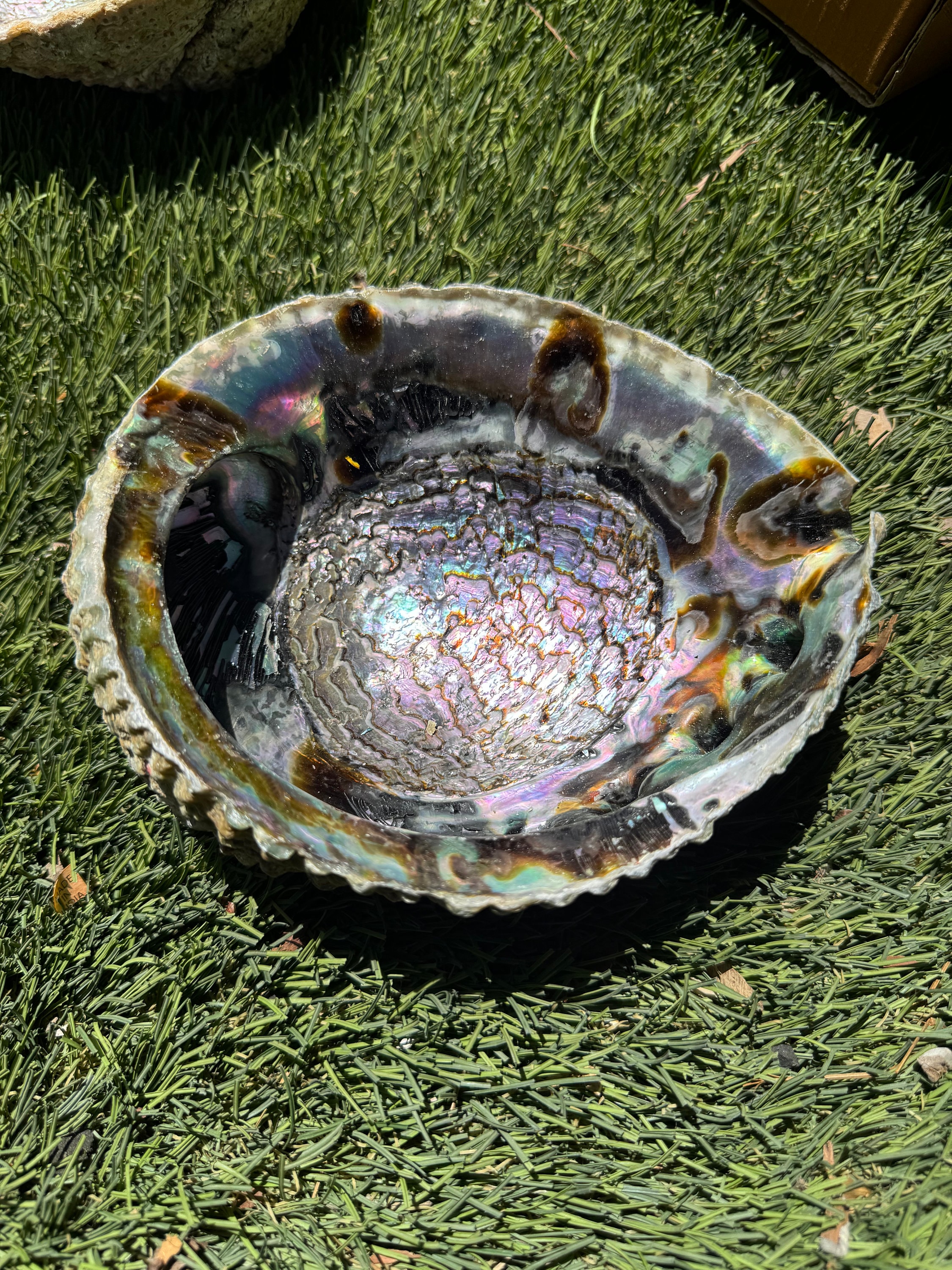 Natural Abalone Shell Smudge Bowl 7" inch-Smudging Practice, Wholesale, Multiple Sizes, Free Shipping, Cleansing Rituals, Sage Smudge Sticks