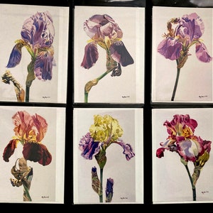 May include: Six botanical illustrations of iris flowers in various colors, including purple, yellow, and red. Each illustration is framed with a white border and set against a white background.