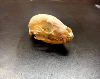 Raccoon skull mount
