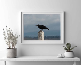 Raven Photograph: Wildlife Bird Art Print, Western United States