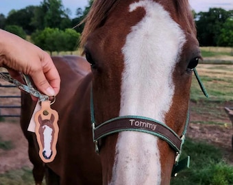 Könnte beinhalten: Ein braunes Pferd mit weißer Blesse und einem Halfter mit dem Namen "Tommy". Ein Leder-Schlüsselanhänger mit einem Pferdekopf-Design wird vor dem Pferd gehalten. Der Hintergrund zeigt eine Wiese und Bäume.
