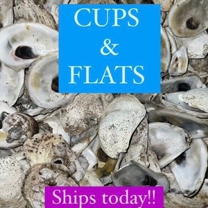 Oyster Shells of COMBO in bulk 20, 50, 100, 200, 500, 1000 All Sizes