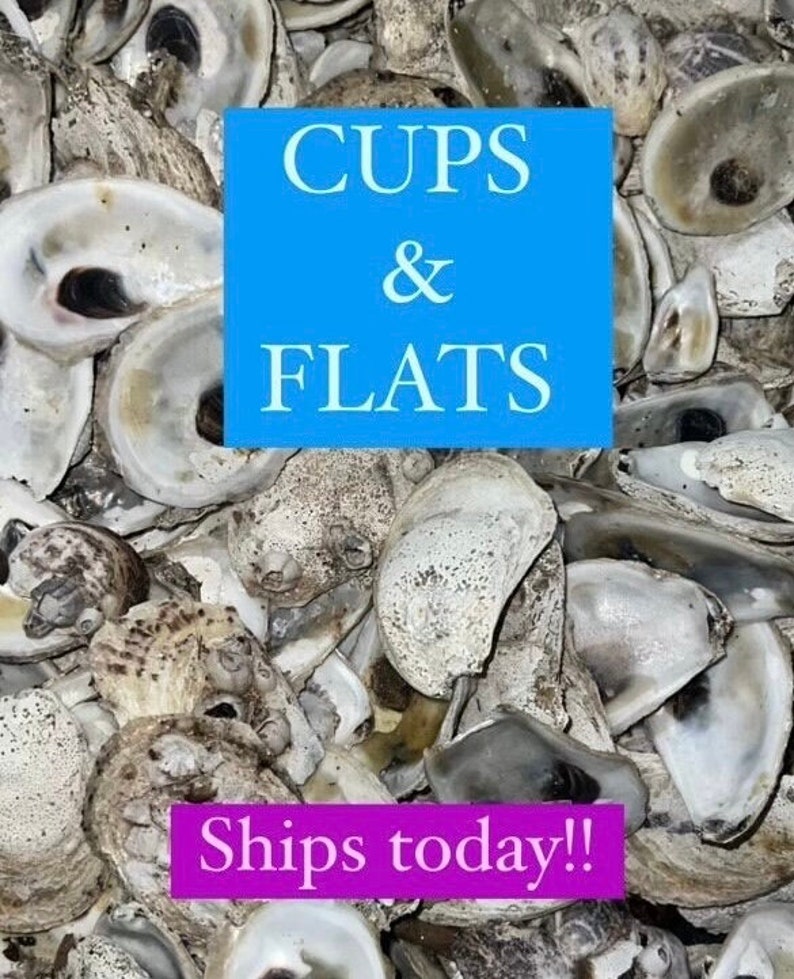 Oyster Shells of COMBO in Bulk 20, 50, 100, 200, 500, 1000 All Sizes - Etsy