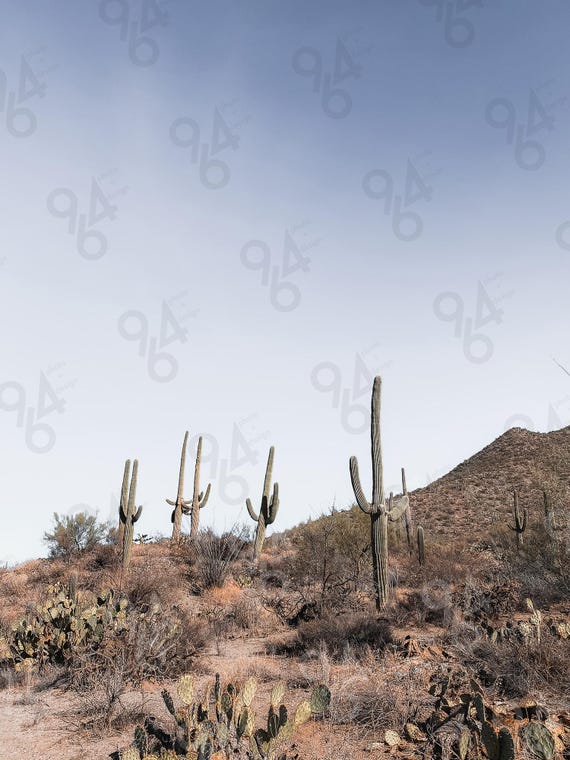Saguaro Cactus Desert Photography Print: Southwest Home Decor (digital  Download) - Etsy