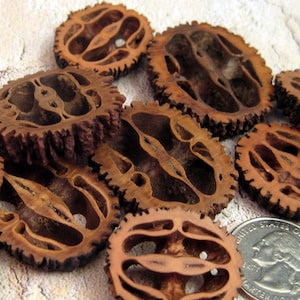 12 (twelve)  Black Walnut Slices-assorted sizes