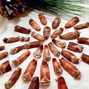 Può includere: Una collezione di pigne marroni disposte in un cerchio su uno sfondo di tessuto bianco.