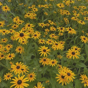 Rudbeckia Hirta Live Black-eyed Susan Plant - 1 Bare Root Planted Shipped