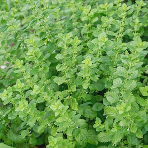 Bareroot Lemon Balm Seedling Melissa officinalis – Live Perennial Herb, Grown Without Chemicals, Great for Tea & Pollinators