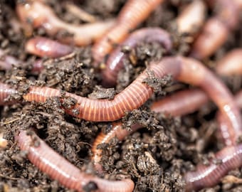 Premium Worm Castings – Organic Soil Amendment for Houseplants, Seedlings & Gardens