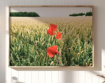 Fotoprint papaverveld, set van 4 verhoudingen (digitale download)