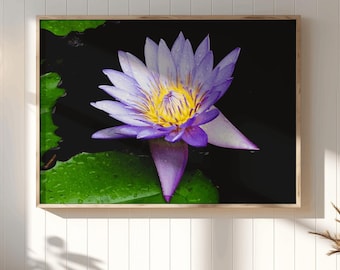 Afdrukbare muurkunst paarse waterlelie, digitale print, bloemenfotografie