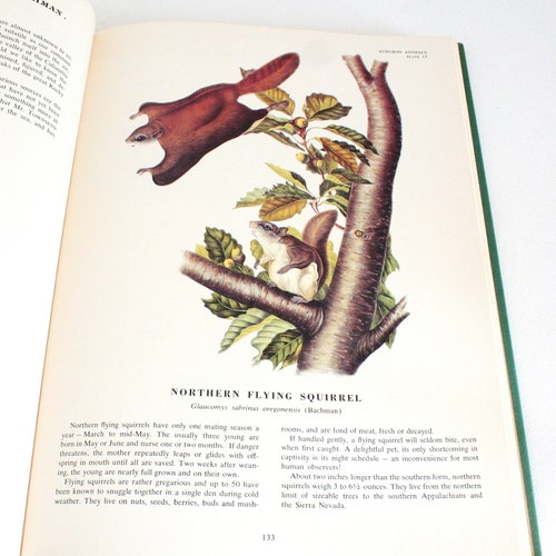 Collection of Five Large Vintage Illustrated hotsell Audubon Books (Imperial Collection, Audubon's America, Birds of America, Quadrupeds, Mammals)