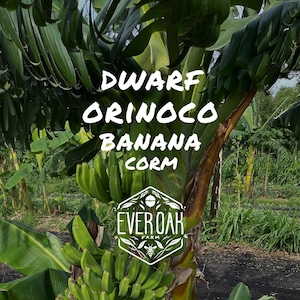 May include: A close-up of a Dwarf Orinoco Banana plant with a bunch of green bananas growing on it. The plant is labeled "EverOak Farm".