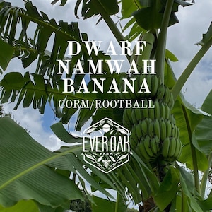May include: A Dwarf Namwah banana plant with a bunch of green bananas growing on it. The plant is labeled "Dwarf Namwah Banana" and "Corm/Rootball". The plant is also labeled "EverOak Farm".