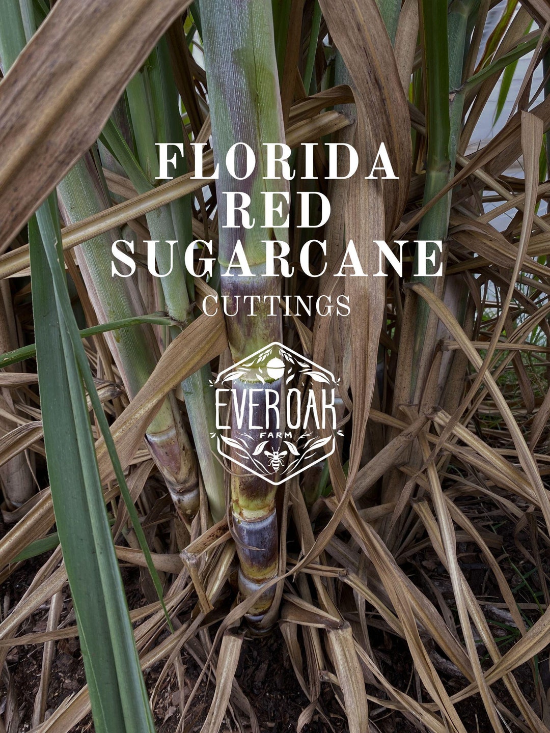 Florida Red Sugarcane; 5 Cuttings - Etsy