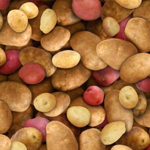 Elizabeth Studio Potato Food Festival Fabric Country Farm Vegetables Fabric Red Brown White Potatoes Spuds Cotton Fabric