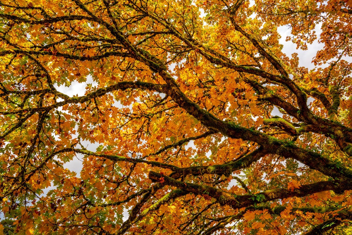 Autumn Oregon Trees, Landscape Photography, Fall Landscape, Fall Print ...