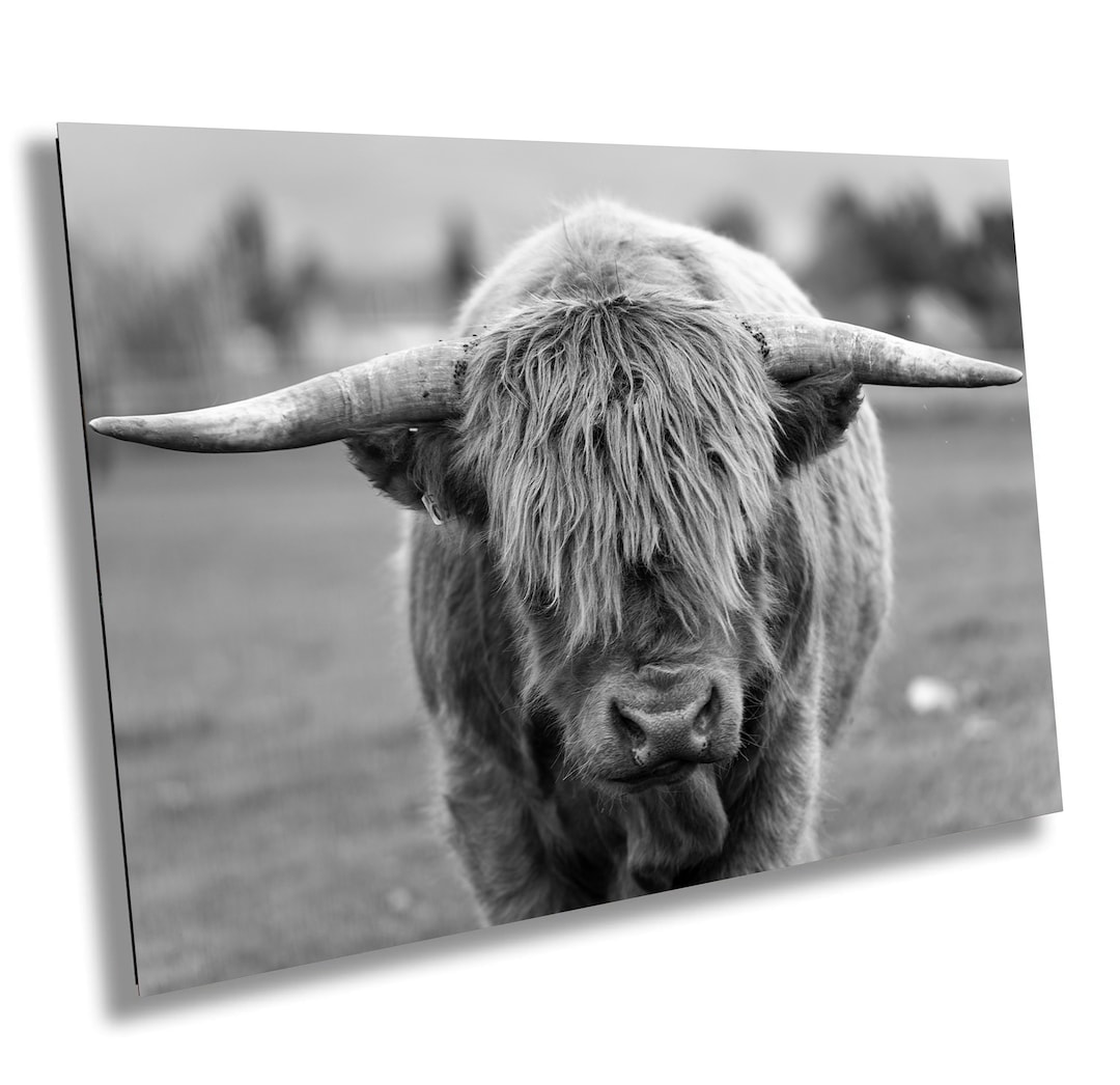 Fine Art American Highland Cattle Print Nature Wildlife Highland Bull — free download