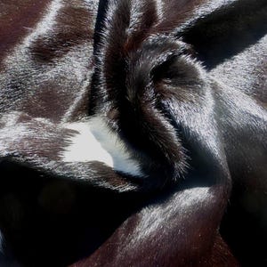 Puede incluir: Piel de vaca negra y blanca con una textura suave y peluda. La piel está doblada y muestra las marcas naturales del animal.