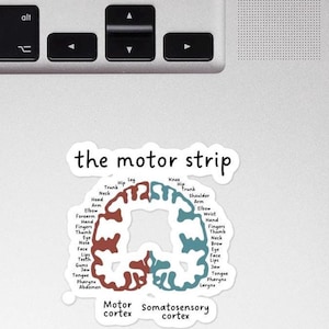 May include: A sticker featuring a diagram of the motor strip and somatosensory cortex, with labels for body parts. The sticker is white with a black border and is placed on a laptop keyboard.