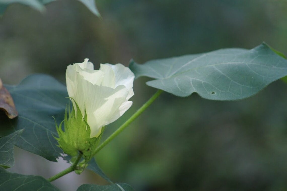 Cotton Arkansas Green Lint 10 Seeds Gossypium hirsutum Etsy