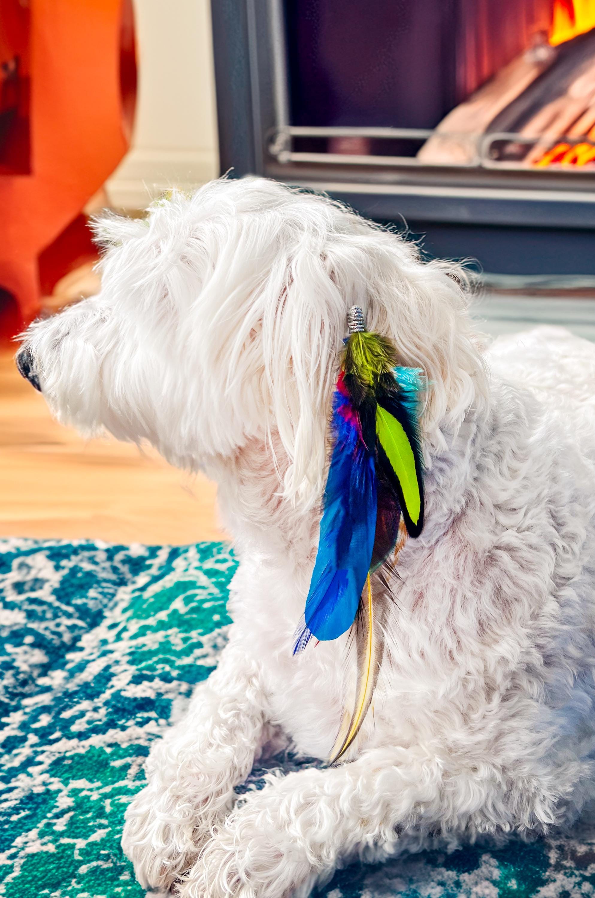 Dog feather hair extensions hotsell