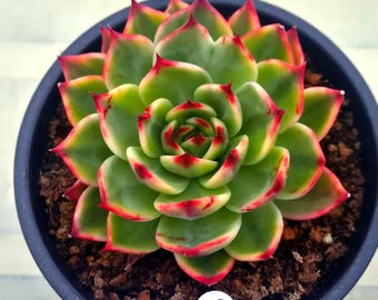 Echeveria Peach Flower Variegated (hermosa y súper rara, madre de "Flower Water", suculenta coreana, enraizamiento).