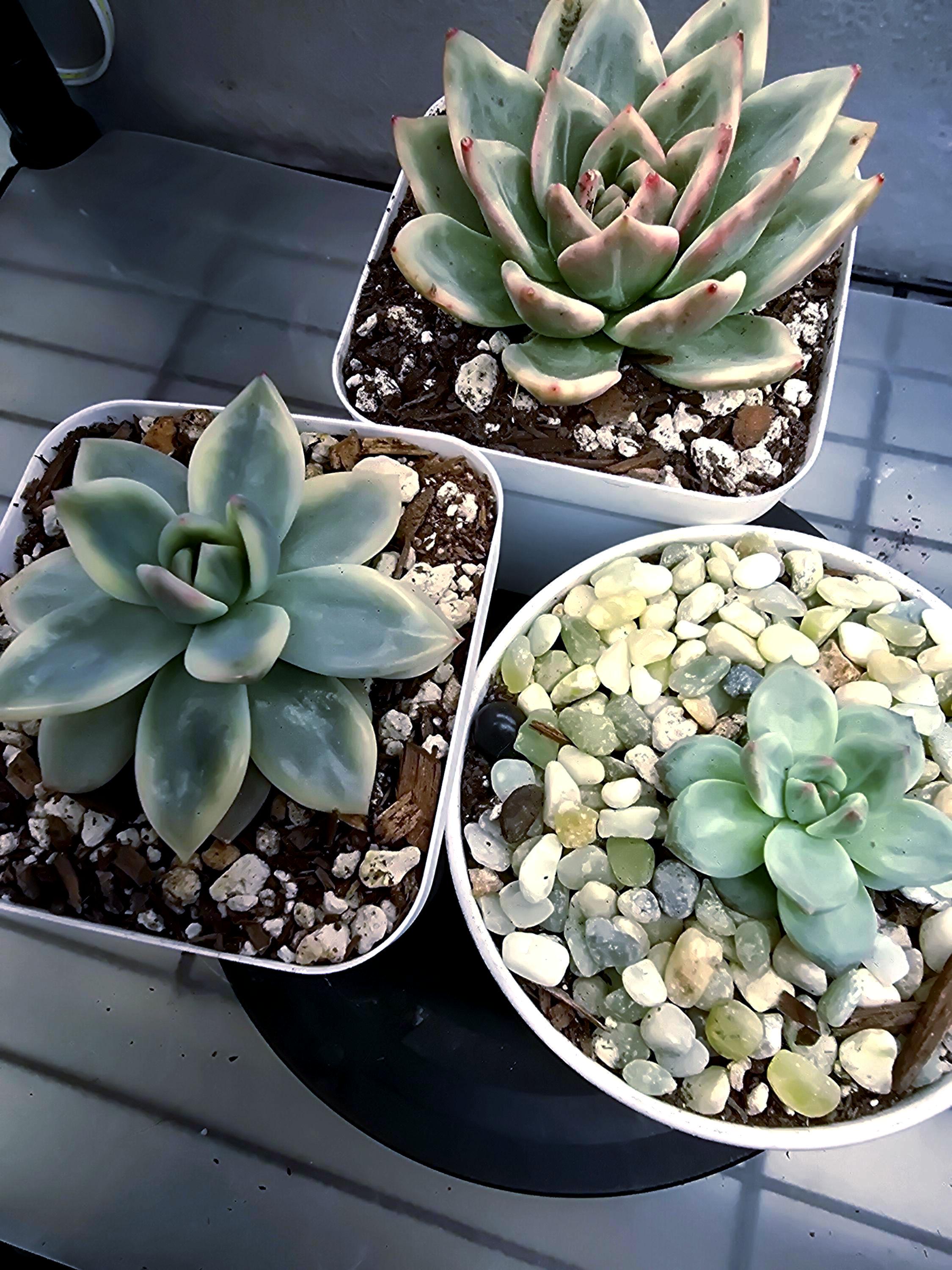 Echeveria Pink Champagne Adults and Pups