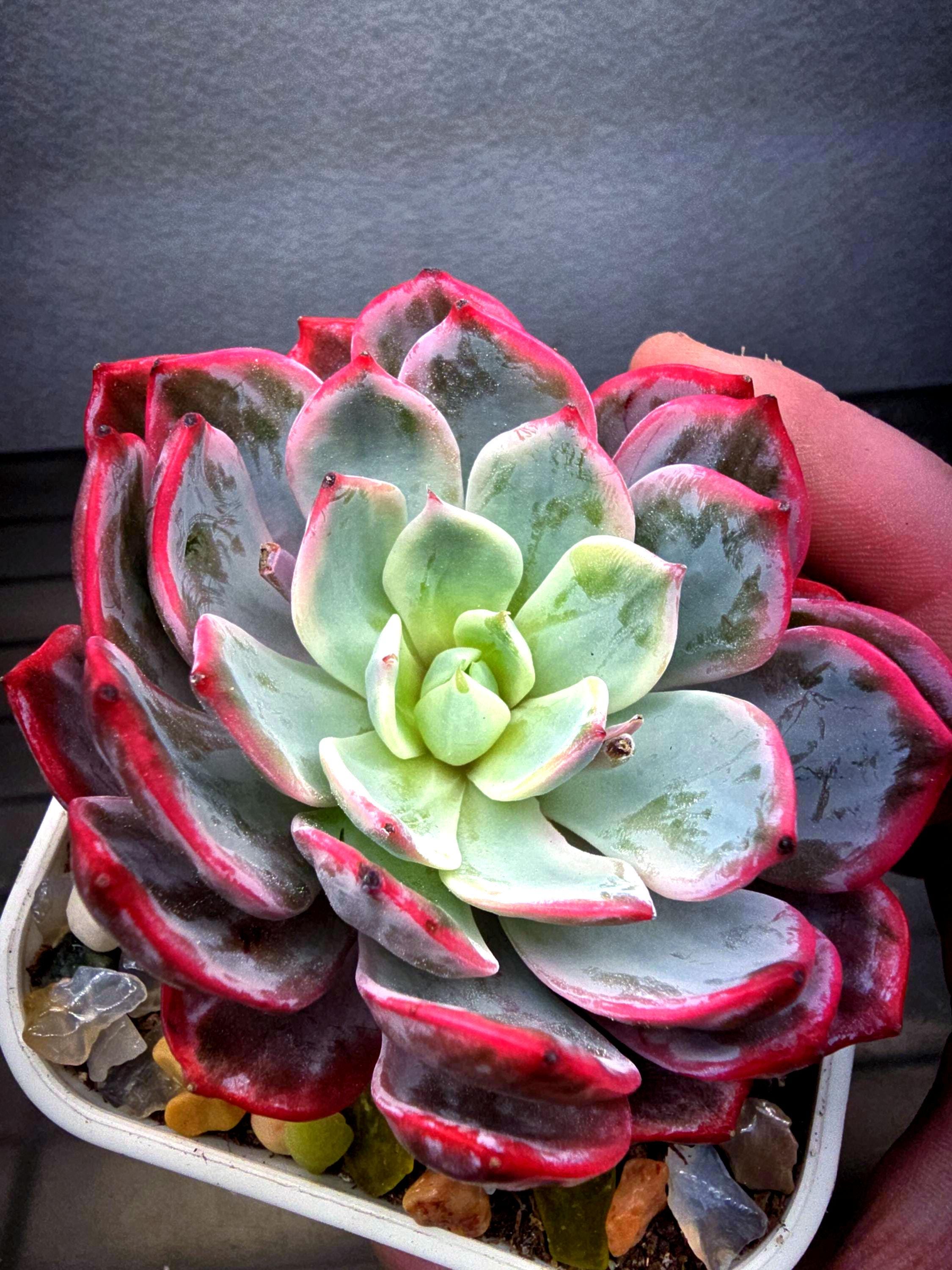 Echeveria laulensis - Etsy 日本