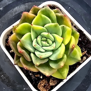 Echeveria Halbingeri Variegated