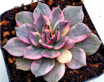Variegated Echeveria Black Pink (Seltene Prinz Sukkulente auf dem Planeten, koreanischer Import, auch bekannt als Pink Prince)