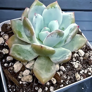 Echeveria Cream Sun (Laui Hybrid, lots of Farina)