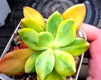 Echeveria Cypress Variegada (¡Una de mis favoritas y una de las suculentas más raras que puedes encontrar!)