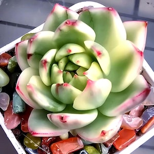 Echeveria Marble Cream variegada (importación coreana de la mejor calidad)
