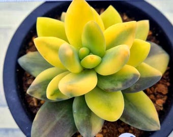 Pachyveria oviferum cv. Shireiden Variegada (Mi Pachyveria favorita de mi colección)