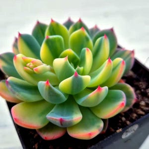 Echeveria Nanahukumini variegata (Splendida varietà rara arcobaleno, nuova importazione coreana, radicata)